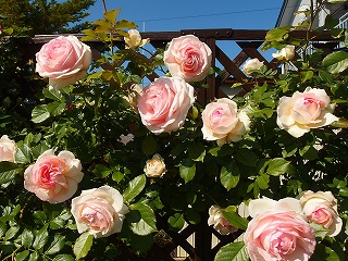 e0004756_2034027.jpg