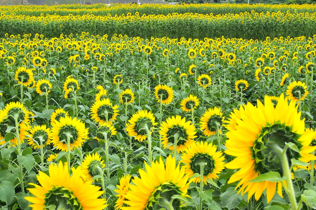 d0090161_8261553.jpg