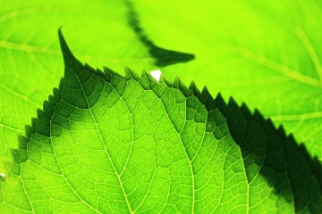 a0237268_1851587.jpg