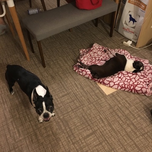 d0041575_20472536.jpeg