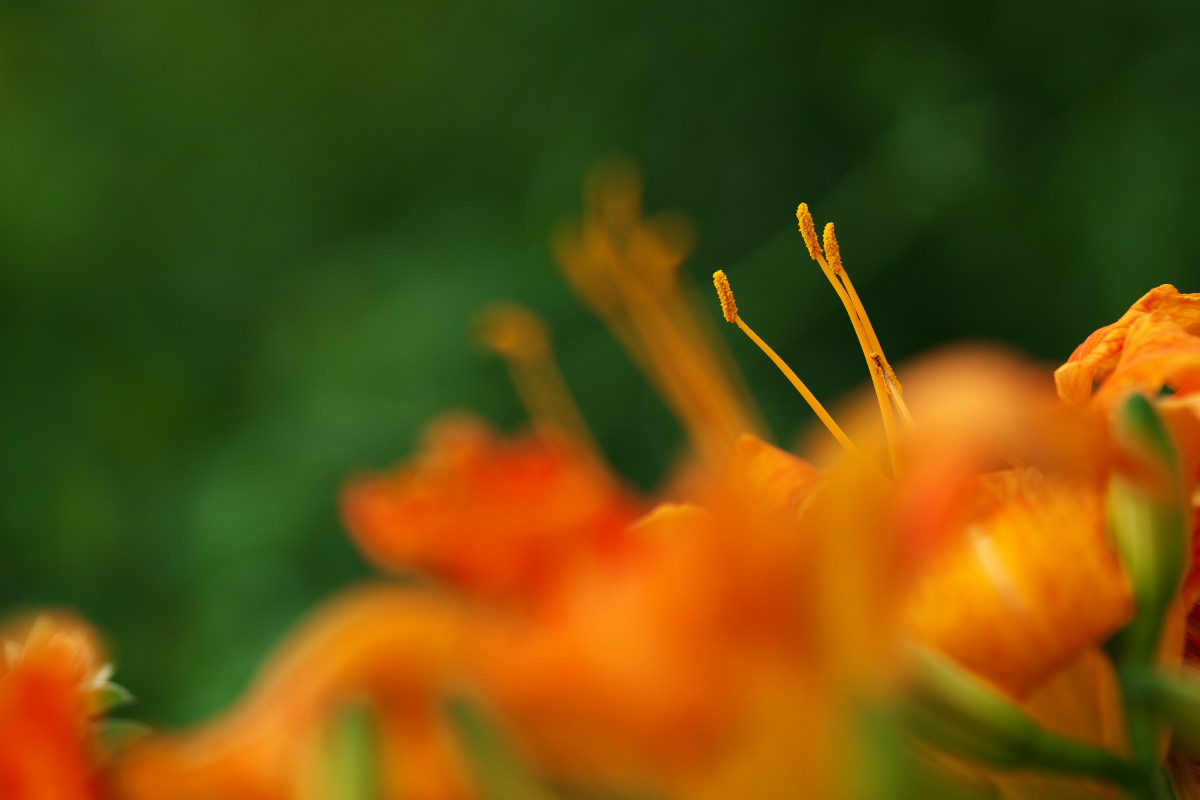 a0083081_11491416.jpg
