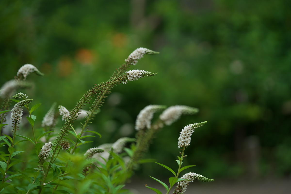 a0083081_1149419.jpg