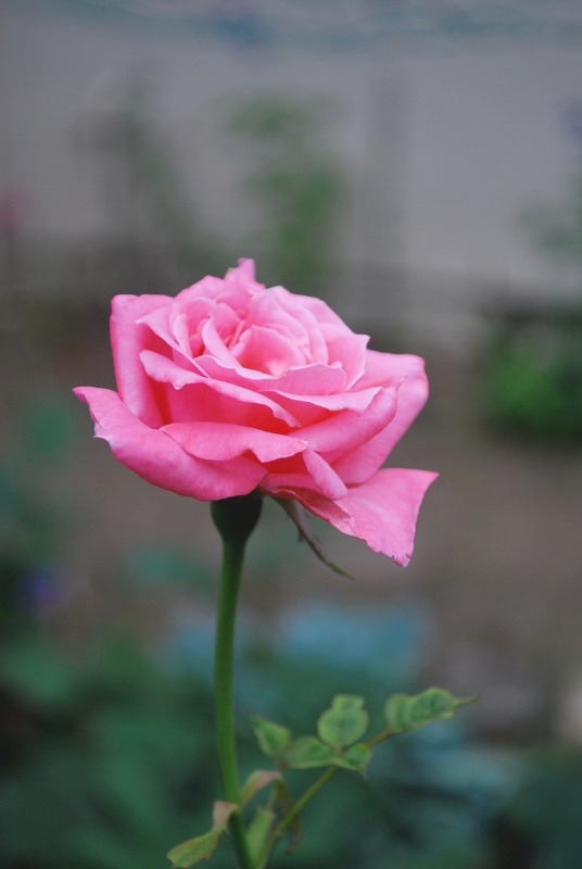e0025300_2273544.jpg