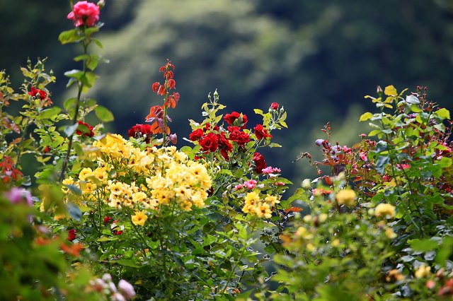 a0242438_20121167.jpg