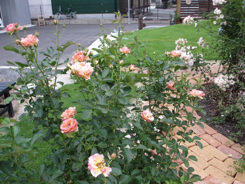 a0243064_8462984.jpg