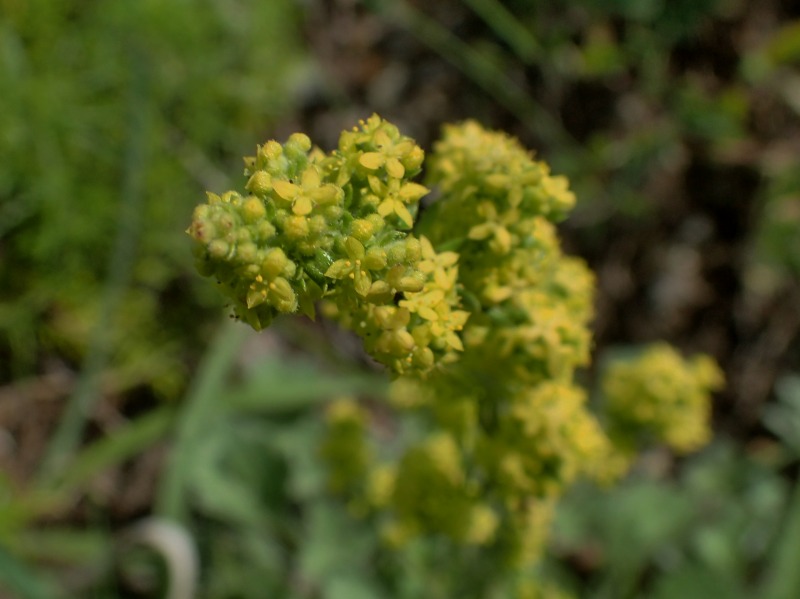 c0183777_1539433.jpg