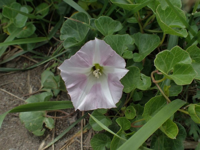 c0183777_1551364.jpg