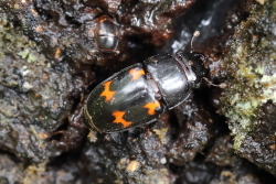 c0369491_01100027.jpg