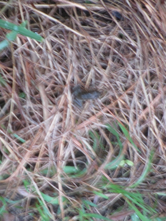 e0242504_13185707.jpg