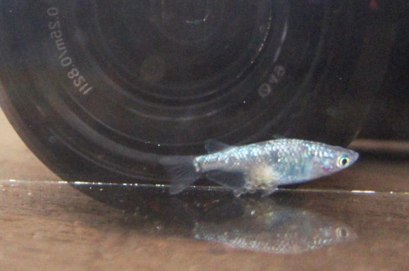 a0139007_11483575.jpg