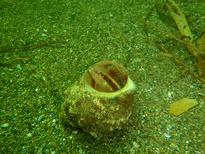 b0062010_1537226.jpg