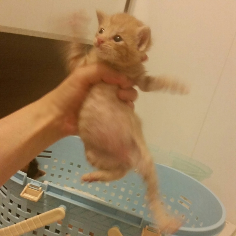 e0144012_17581476.jpeg