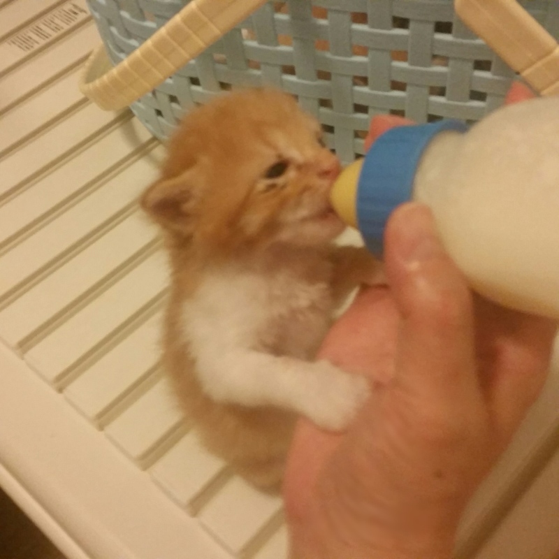e0144012_17591964.jpeg