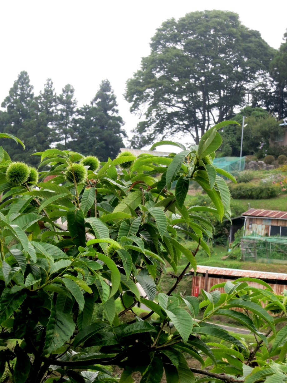 b0139518_16314991.jpg