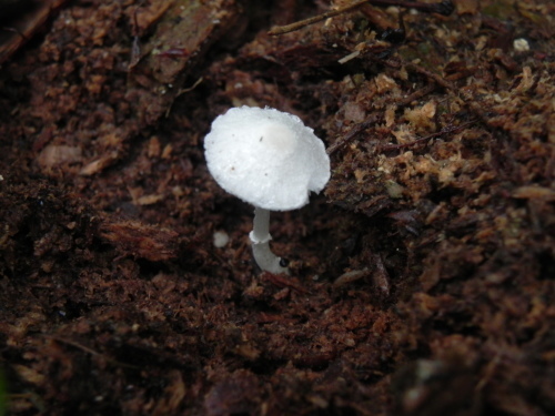 e0352220_21530996.jpg