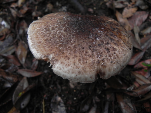 e0352220_21543338.jpg