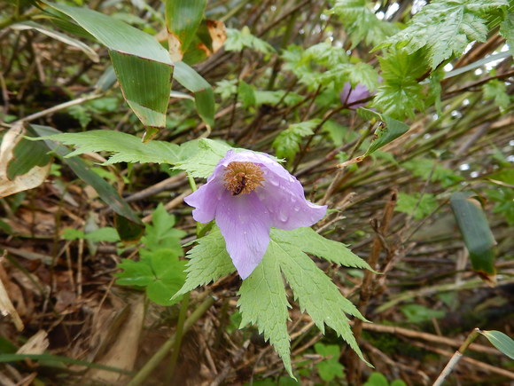 f0118332_12353.jpg