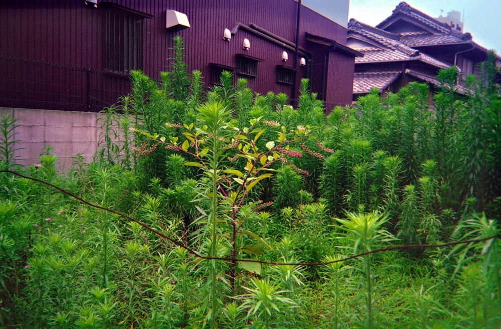 d0089742_2324076.jpg