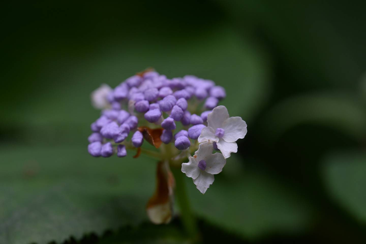 d0328977_14462896.jpg