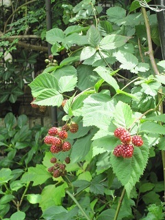 c0152002_19140052.jpg