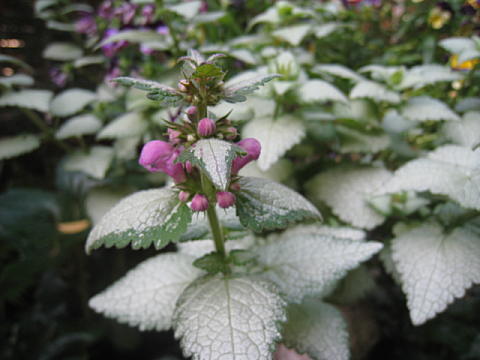 d0046702_764725.jpg