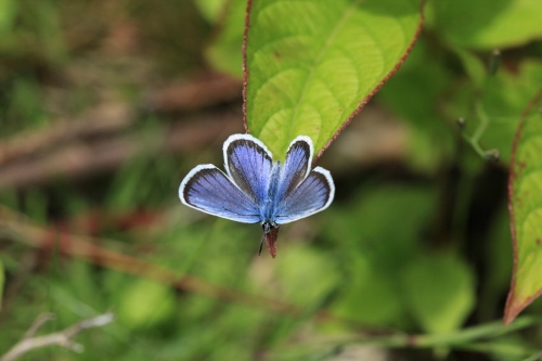 e0242721_8243638.jpg