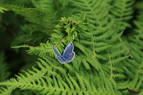 e0242721_8261169.jpg