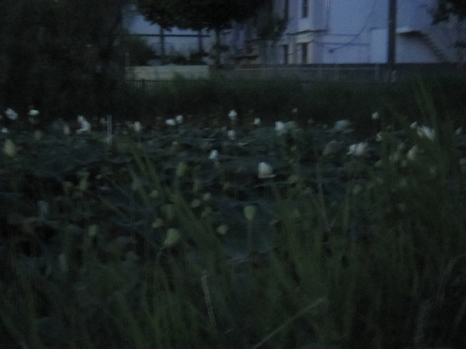 d0162225_23173751.jpg