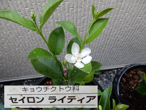 e0033229_1812598.jpg