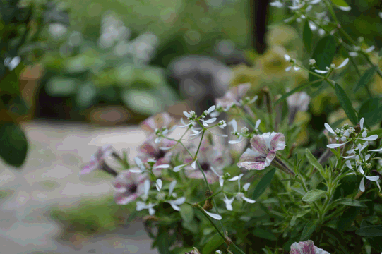c0136736_22304967.gif