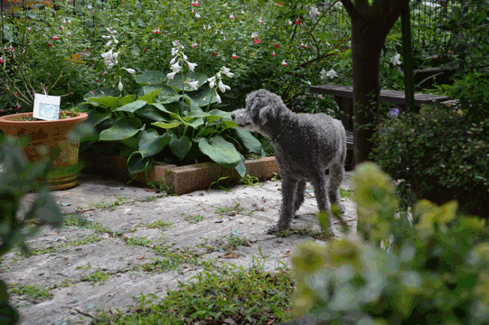c0136736_22311648.gif