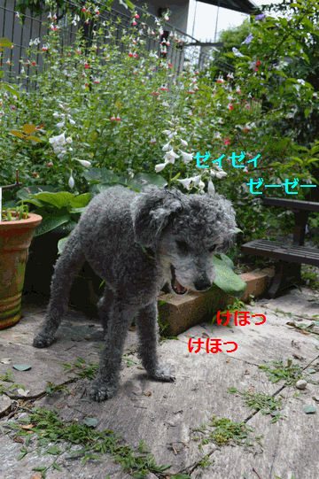 c0136736_22312714.gif
