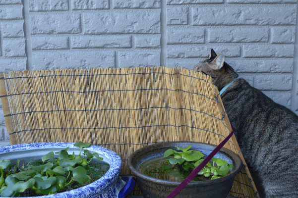 c0136736_22445629.gif