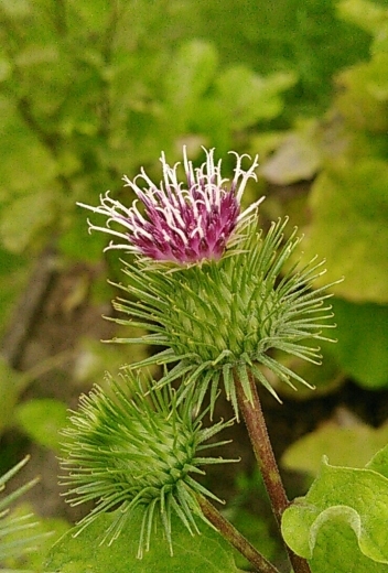 a0018655_14173178.jpg