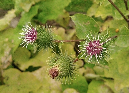 a0018655_14173833.jpg
