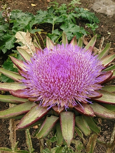 a0018655_14174578.jpg