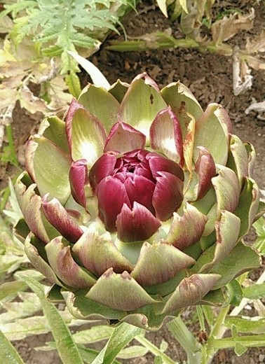 a0018655_14175014.jpg
