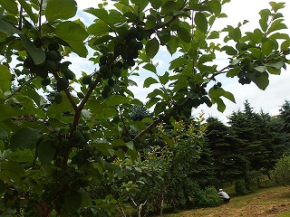 e0004756_21561262.jpg