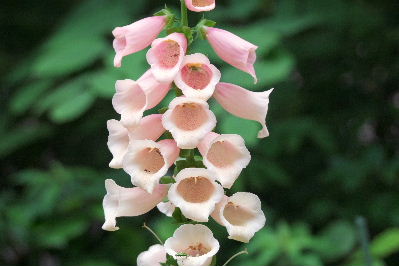 e0088260_11185323.jpg