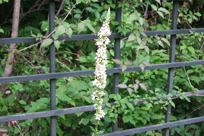e0088260_11202330.jpg