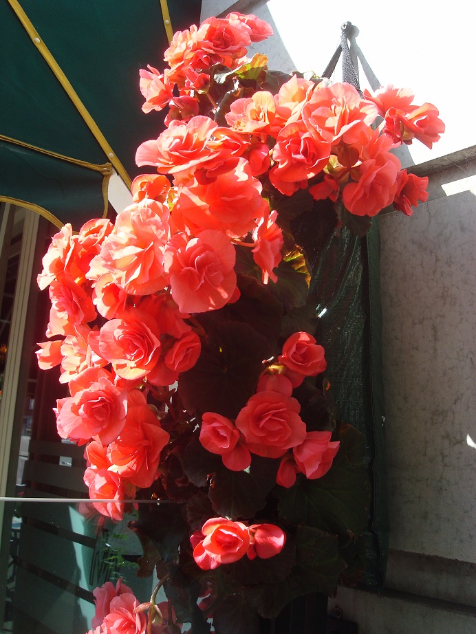 a0123372_0415910.jpg