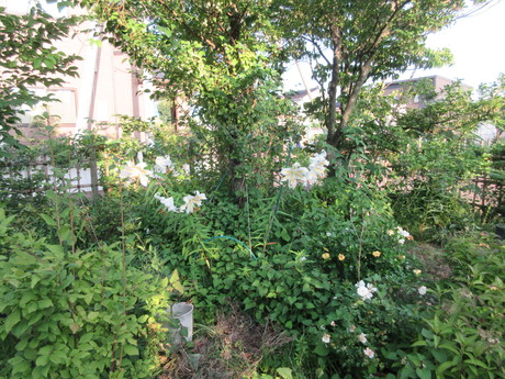 a0203003_2112286.jpg
