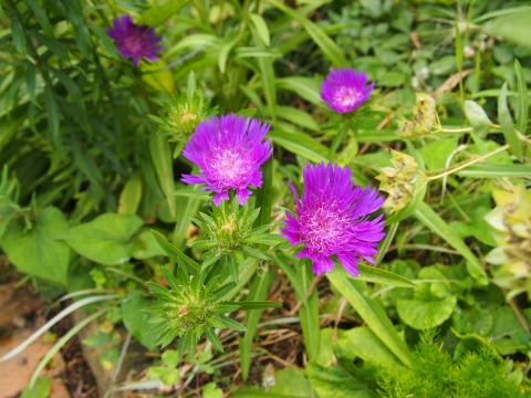 c0117007_20154570.jpg