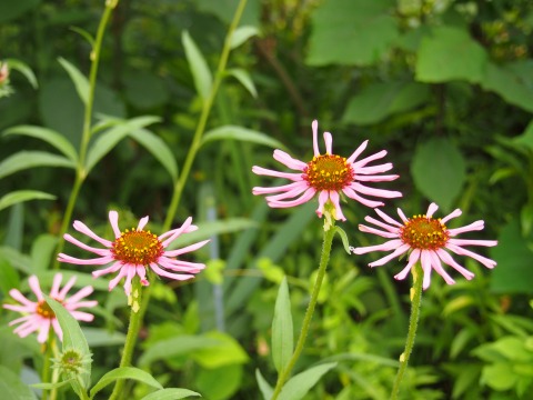 c0117007_20223896.jpg