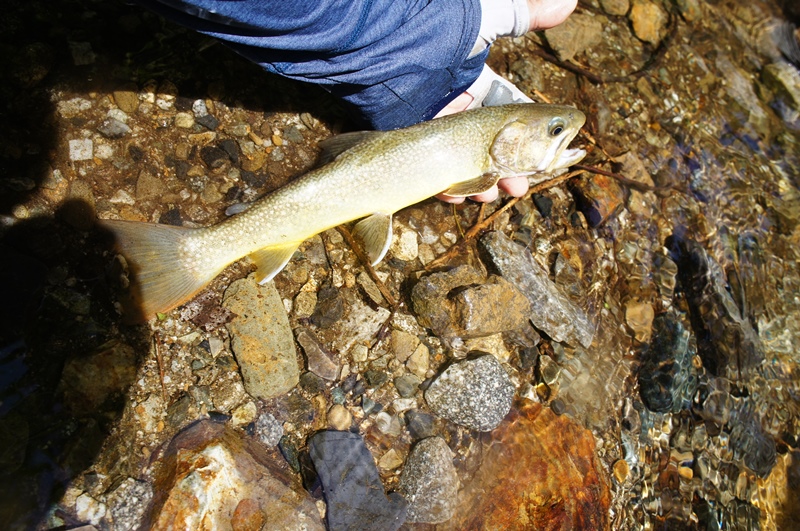 e0165011_21305941.jpg
