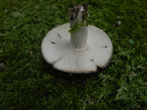 e0352220_23322359.jpg