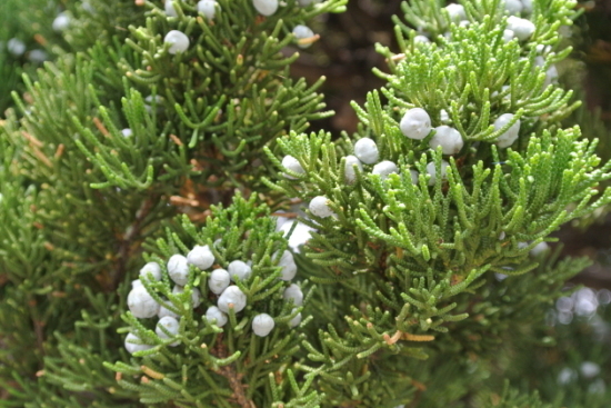 b0312230_12462871.jpg