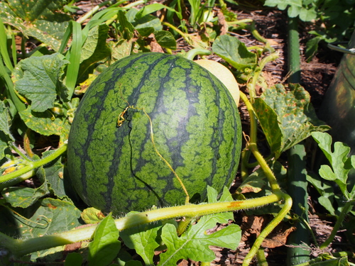 a0267332_1432894.jpg
