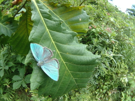 c0353632_17183648.jpg