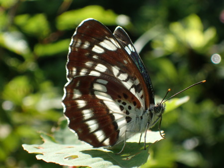 c0353632_17222718.jpg